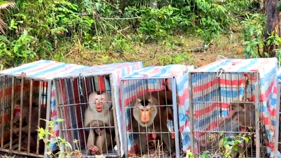 23 singes rares relâchés dans leur habitat naturel.
