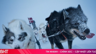ทีมสุนัขลากเลื่อนเตือนหมีขั้วโลกในกรีนแลนด์