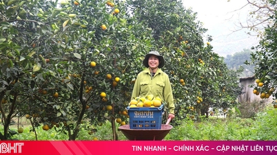 Los agricultores de la provincia de Ha Tinh esperan cosechar cerca de 70.000 toneladas de naranjas.