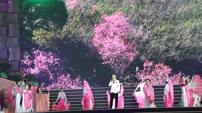 ดอกซากุระในเมืองดาลัดเบ่งบานสีสันสดใสในคืนเปิดงานเทศกาล