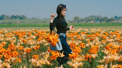 Liljefeltene som ligger 70 km fra Hanoi blomstrer fullt og tiltrekker seg besøkende som ankommer tidlig om morgenen for å ta bilder.