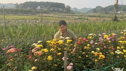 Die geschäftige Jahreszeit der Tet-Blumen