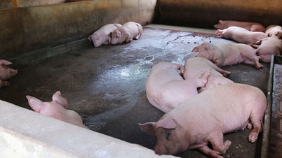 ราคาเนื้อหมูวันนี้ 17 มกราคม 2569: ลดลงหลังจากปรับตัวสูงขึ้นติดต่อกันหลายวัน