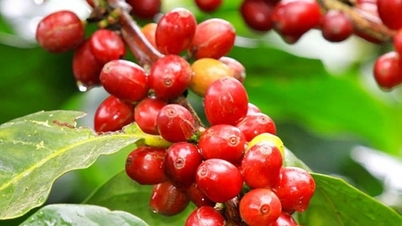 ราคาเมล็ดกาแฟวันนี้ 17 มกราคม 2569: ตลาดพลิกผันและปรับตัวลดลงเล็กน้อย