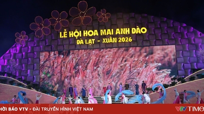 Festival bunga sakura dibuka, Da Lat bersinar dengan warna-warna musim bunga yang meriah.