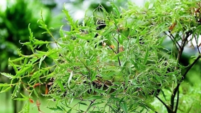 Centella asiatica پتوں کے حیرت انگیز صحت کے فوائد۔