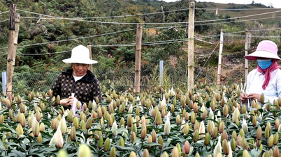 Die Wirksamkeit der Fruchtfolgeumstrukturierung auf Reisfeldern in Lao Cai