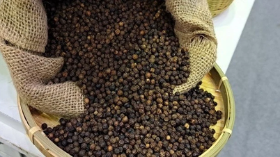 Hồ tiêu giảm giá 2.500 đồng/kg, cà phê nối dài chuỗi tăng