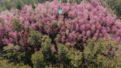 „Megmutatja” a turistáknak Da Lat legjobb viráglátogatási helyeit ebben az évszakban.