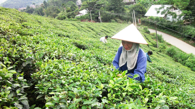 Siết chặt quản lý vật tư nông nghiệp để bảo vệ nền sản xuất bền vững