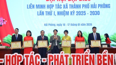 Kongres Kesatuan Koperasi Hai Phong membuka jalan untuk inovasi, kerjasama dan pembangunan mampan.