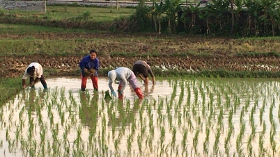 The entire province has planted rice on 86.14% of the area for the main crop season.