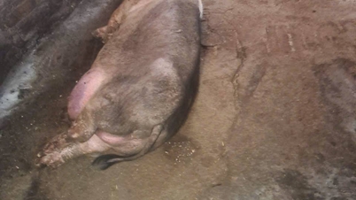 Implement comprehensive, decisive, and effective solutions for preventing and controlling African swine fever.