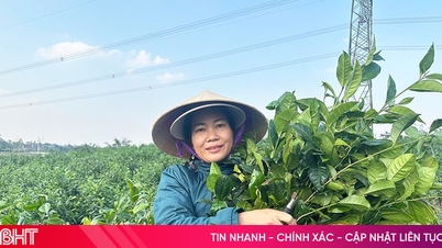 เนื่องจากราคาชาเขียวพุ่งสูงขึ้น ผู้คนจึงต่างเร่งเก็บเกี่ยวชาเพื่อเตรียมพร้อมสำหรับเทศกาลตรุษจีน