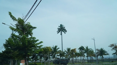 Pokok kelapa tanpa... buah