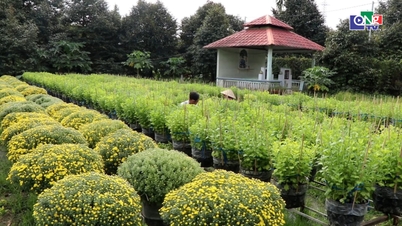 Es wird erwartet, dass Can Tho für Tet (das vietnamesische Neujahrsfest) über 2 Millionen Topfblumen liefern wird.