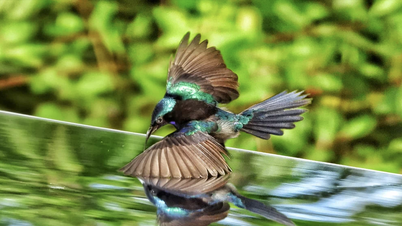 Hunting for unique photos in Ho Chi Minh City: Hummingbirds see their reflections in mirrors and fight fiercely.