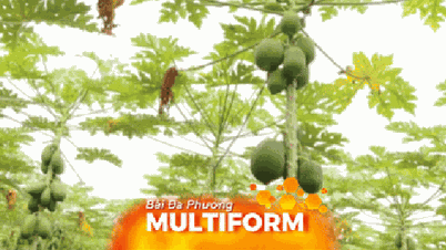 Lebih dari 20.000 ton buah-buahan dari Kota Ho Chi Minh siap memasok pasar untuk Tết (Tahun Baru Imlek).