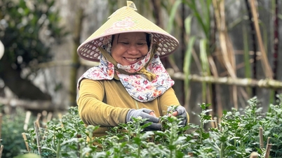 Beratus-ratus ribu pasu kekwa untuk Tet di Quang Ngai telah dibeli sebelum ia mekar sepenuhnya.