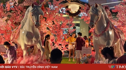 رنگ های پر جنب و جوش بهار در سال اسب (Bính Ngọ) Nha Trang - Khánh Hòa را پر می کند.