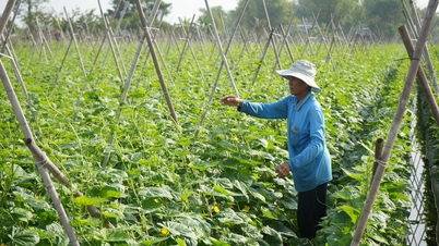 Gemüseernte zur Tet-Zeit in Phu Tan