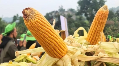 Overcoming early season floods, the TBM189 corn variety inspires confidence among farmers in Tuyen Quang province.