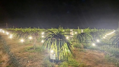 Jangkaan untuk tuaian buah naga Tet.