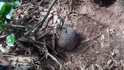 Ratownicy wypuszczają dwa rzadkie łuskowce złapane w pułapki z powrotem do ich naturalnego środowiska.