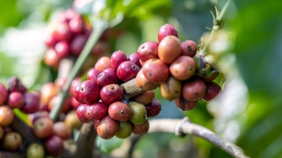 Priserna på jordbruksprodukter den 19 januari 2026: Kaffe och peppar ligger fortfarande på höga nivåer.