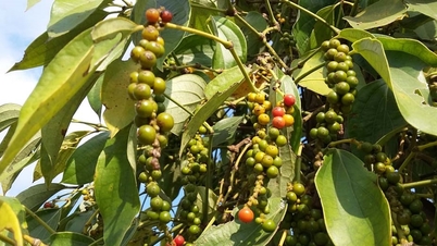 Pepper prices today, January 19th: Market remains stable, highest price 148,500 VND/kg