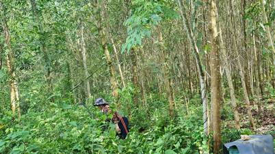 The entire province planted more than 24,000 hectares of new forest.