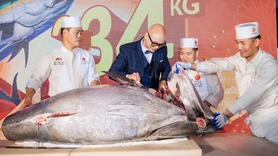 Phan Dinh Tung mengalami pengalaman menyembelih tuna seberat 234kg di Hatoyama.