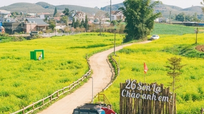 Moc Chau: Captivated by the golden hues of blooming mustard flowers on the plateau.