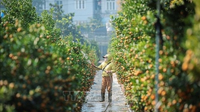 Kumquaty Tu Lien - zelené „dědictví“ vietnamského Tetu.