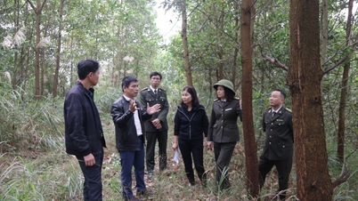 Khảo sát việc trồng cây gỗ lớn và dược liệu dưới tán rừng tại các xã: Châu Sơn, Thái Bình