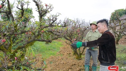 The Thất Thốn peach tree on the Mộc Châu plateau