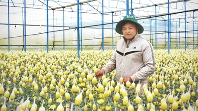 Nông dân Lâm Đồng thận trọng vụ hoa Tết