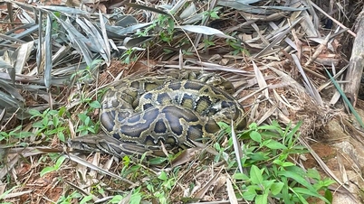 L'unité de protection des forêts de Cam Lam - Cam Ranh a relâché dans la nature un python réticulé rare et menacé.