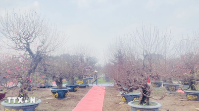 Ferskenblomstene står i full blomst på «Nhat Tan Peach Blossom Festival – Vårens farger i Hong Ha».