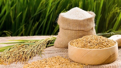 چاول کی قیمتیں آج، 20 جنوری: برآمدی چاول کی قیمتوں میں 200 VND/kg اضافہ ہوا، چاول کی مارکیٹ مستحکم ہے۔