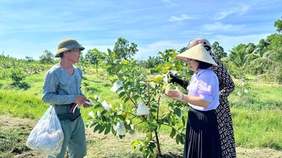 Hung Dao Ward membangunkan pertanian hijau.