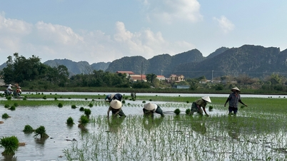 Farmers along the Hoang Long River are busily planting early spring rice.