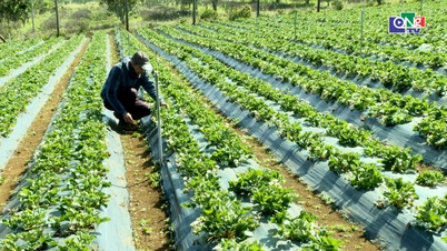 Pendapatan tinggi daripada model penanaman strawberi di Mang Den