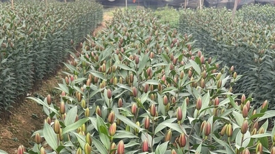 Gartnere forbereder blomsterforsyninger til kinesisk nyttår 2026.