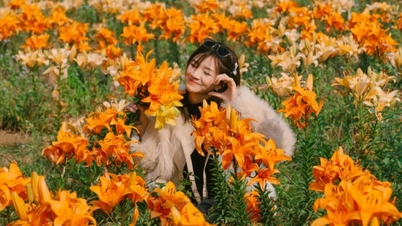 하이퐁의 백합밭이 만개하여 많은 관광객들이 방문하고 사진을 찍고 있습니다.