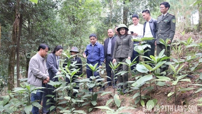 Tinjauan penanaman tumbuhan ubatan di bawah kanopi hutan di komune Loi Bac, daerah Mau Son.