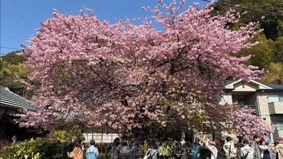 Japão: Número de visitantes internacionais deverá bater recorde em 2025.