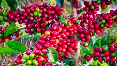 La renaissance du café Arabica Cau Dat.