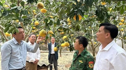 Nong Cong crea medios de vida sostenibles a partir de la agricultura moderna.