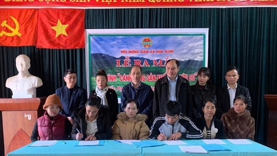 L'association des agriculteurs de la commune de Hua Bum lance le modèle de « champ de production de riz biologique ».